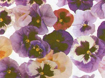Seidenpapier Blumenpapier Einschlagpapier für Blumen: Viola