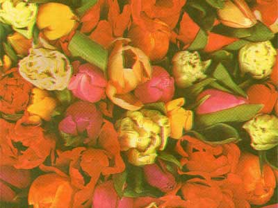 Seidenpapier Blumenpapier Einschlagpapier für Blumen: Tulips