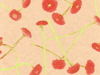 Seidenpapier Blumenpapier Einschlagpapier f&uuml;r Blumen: Bellis