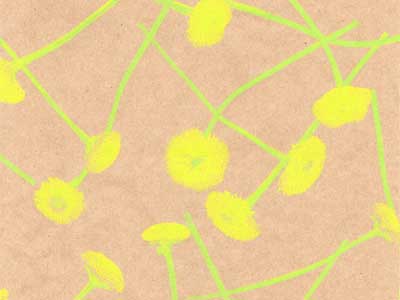 Seidenpapier Blumenpapier Einschlagpapier f&uuml;r Blumen: Bellis